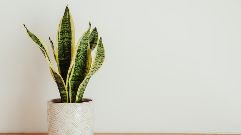 snake plant in pot