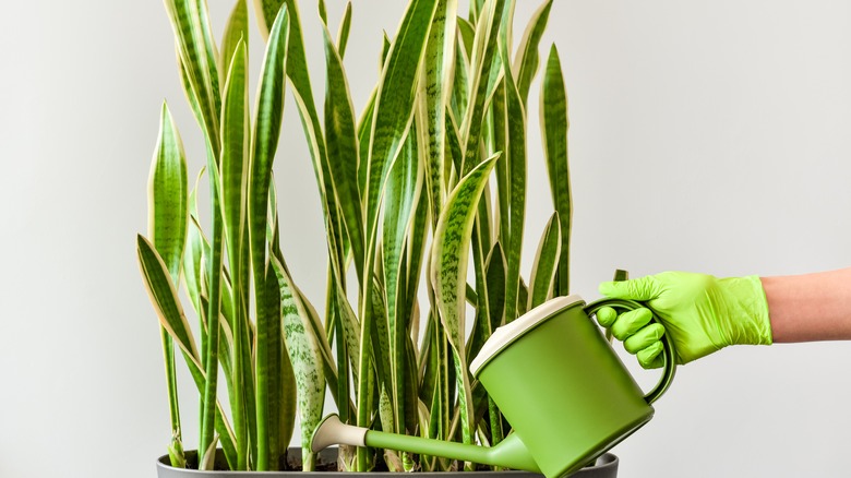 watering snake plant