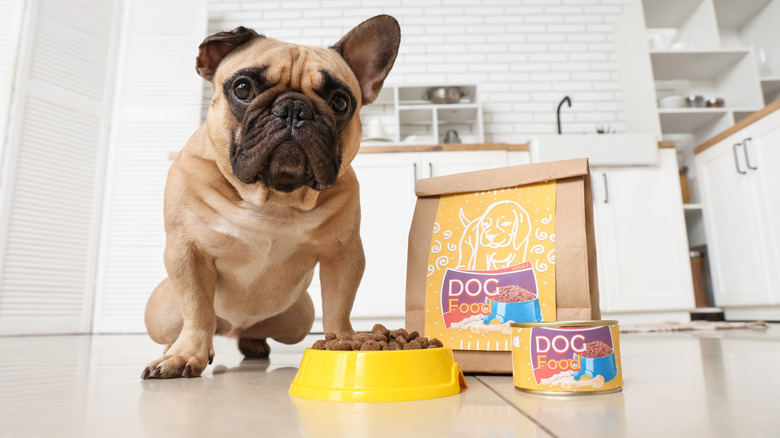 A bulldog with dog food sitting next to him and in a bowl