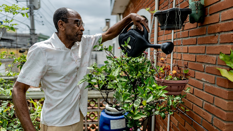 A gardener waters a hanging planter in his front yard using a watering can.