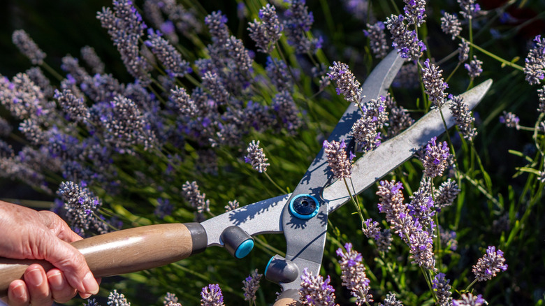 A gardener is removing spent blooms from lavender