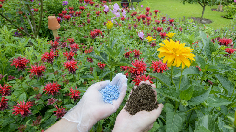 Two cupped gloved hands hold different types of fertilizer above a flowering garden bed.