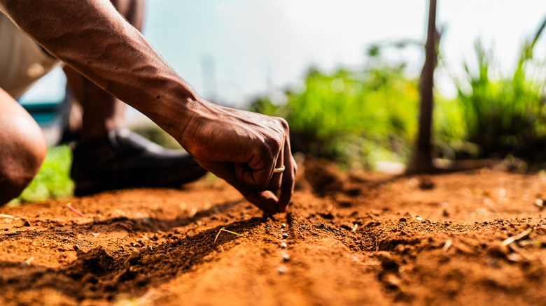 A hand plants seeds in a row dug into the bare soil of a garden bed.