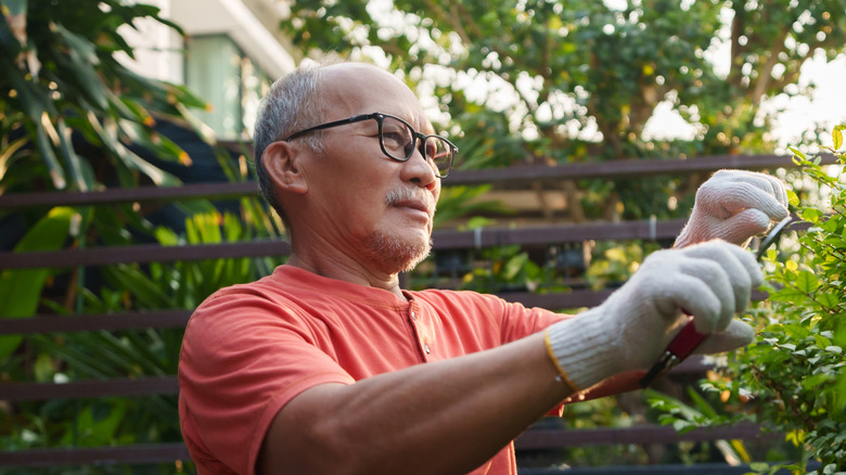 A gardener wearing white gloves prunes bushes in his backyard.