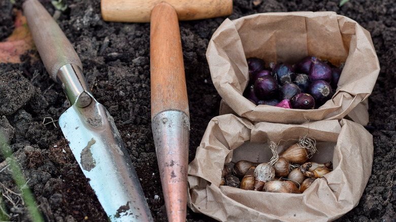 Two paper bags full of bulbs and tools sit on garden soil.