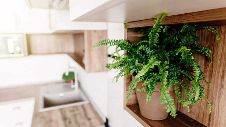 Fern in a kitchen