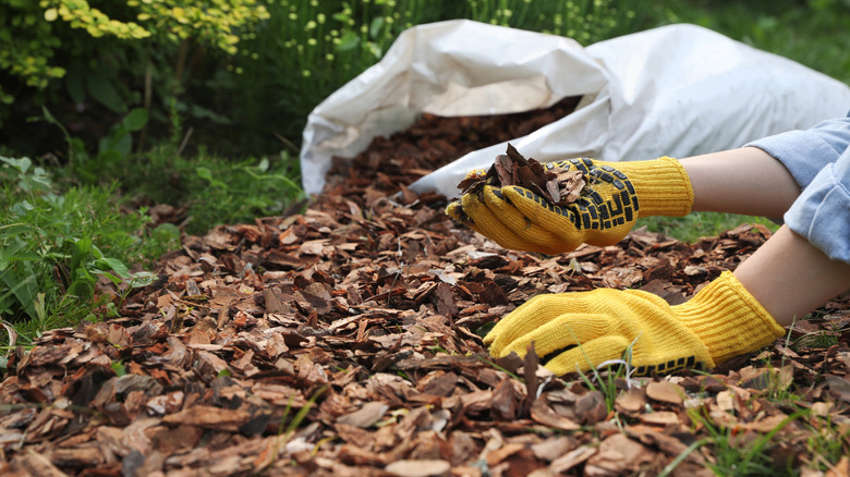 A person spreading mulch