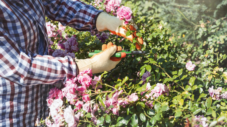 Pruning a rose bush