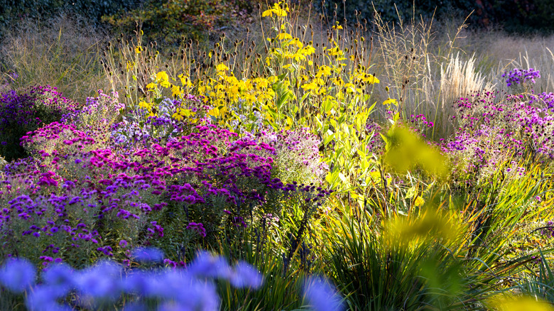 Flowers planted closely together