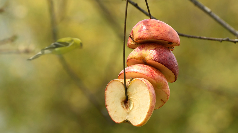 Halved apples strung on a wire next to a bird.