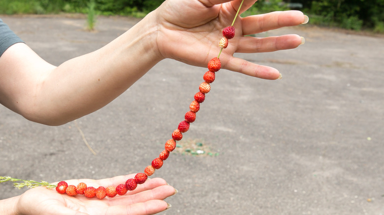 Hands holding a line of strawberries strung on a piece of grass.