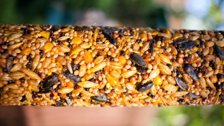 Close up of bird seed pressed onto a corn cob.