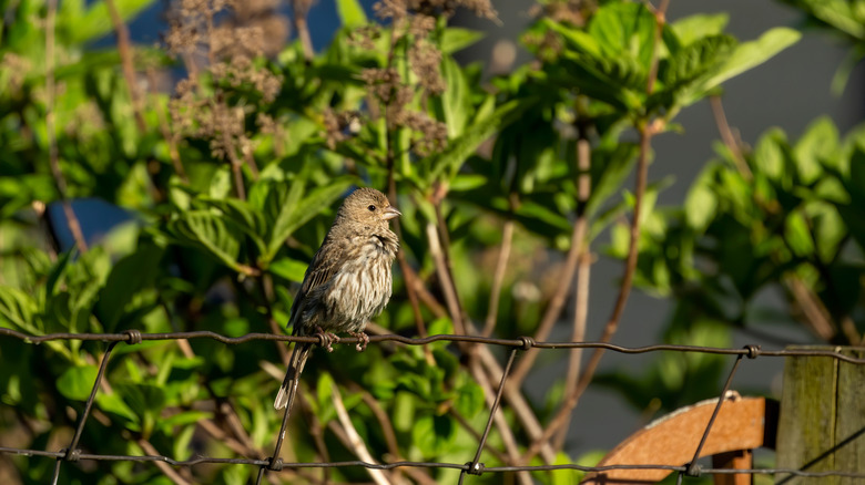 A house finch sits on a wire fence surrounding a residential backyard.