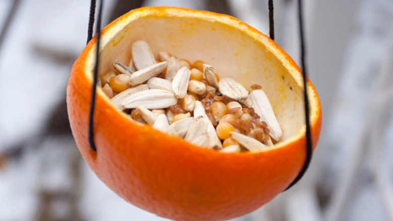 A bird feeder made from an orange peel.