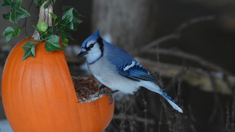 A blue jay sitting on a bird feeder made from a pumpkin.