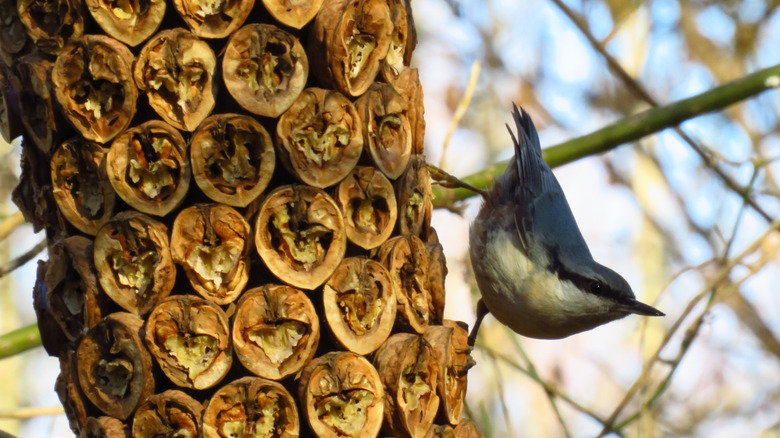 A bird on a bird feeder made from walnut shells.
