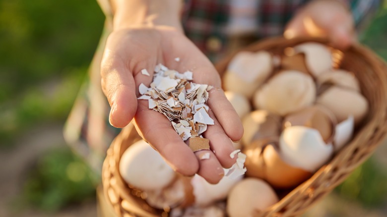Close up of eggshell in wicker bowl in woman hands