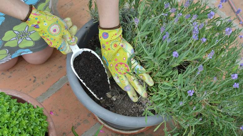Woman adding fertilizing soil in a pot with lush lavender