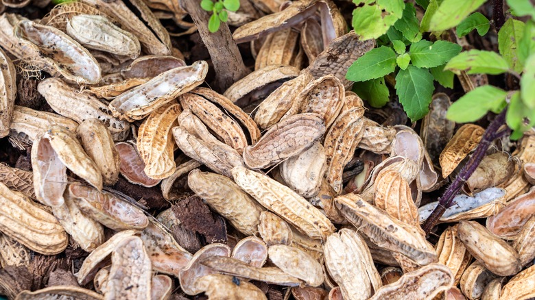 peanut shells