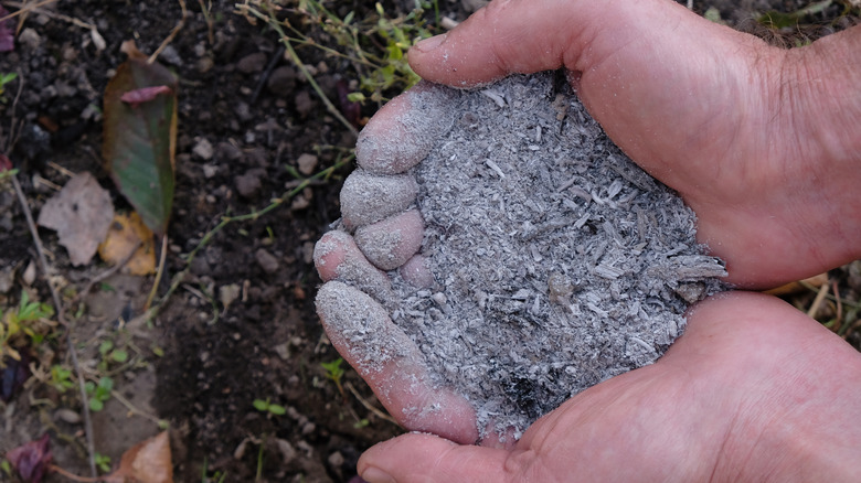 a man holding wood ash in his hands