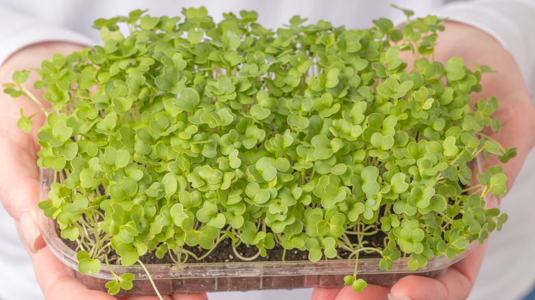 Lush green arugula microgreens in a transparent tray