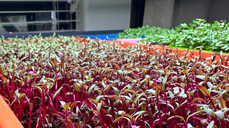 beet microgreens
