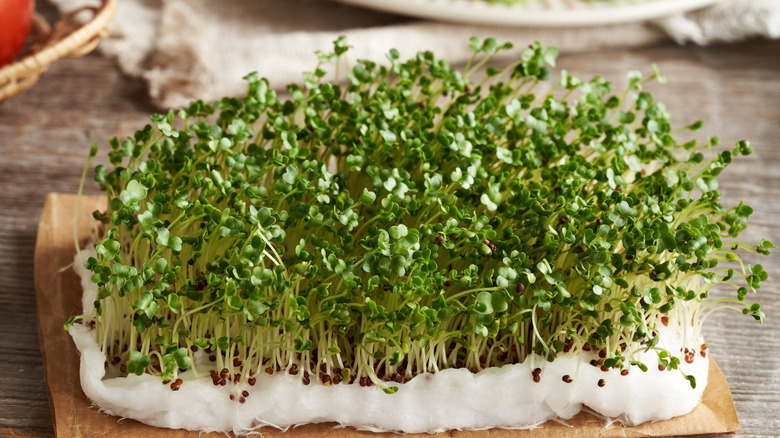 Fresh homegrown broccoli microgreens.