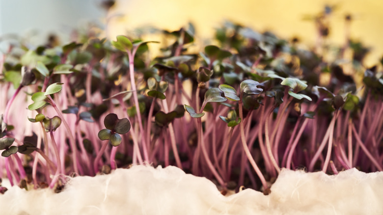 Fresh purple cabbage microgreens growing on cottonwool