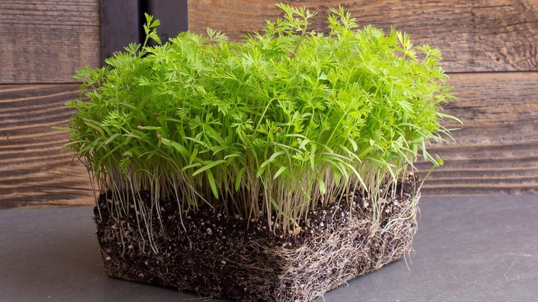 Carrot microgreens