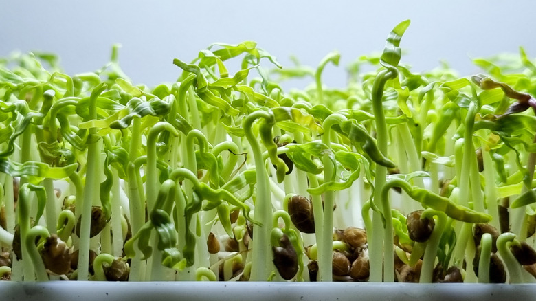 growing kale microgreens