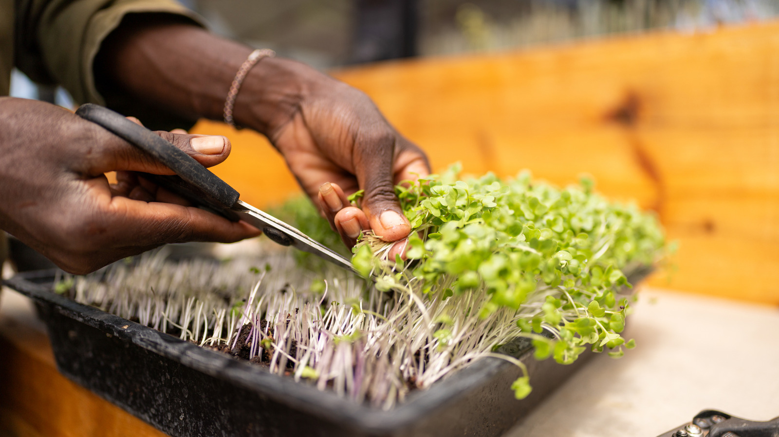 Harvesting microgreens