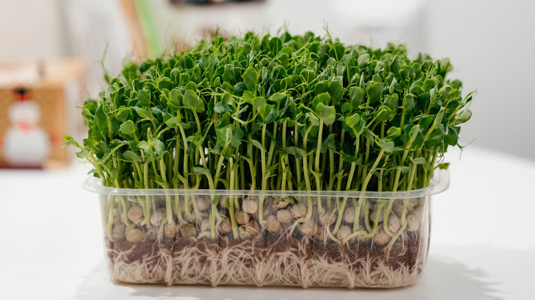 Fresh pea microgreens in a plastic container