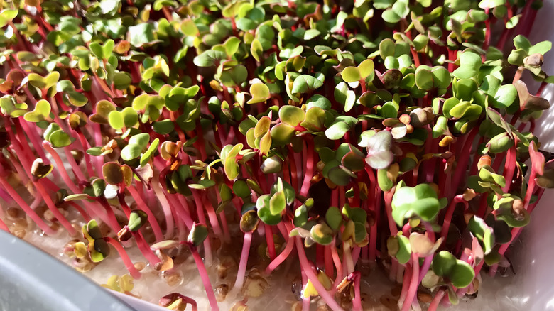 radish microgreens in container