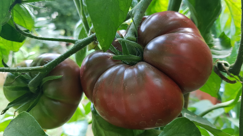 Black krim tomatoes ripens on the vine.
