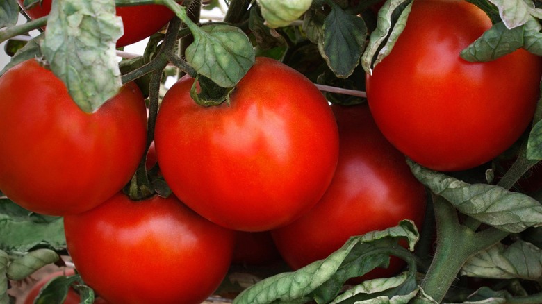 Bright red-orange camaro tomatoes are ready to be picked.