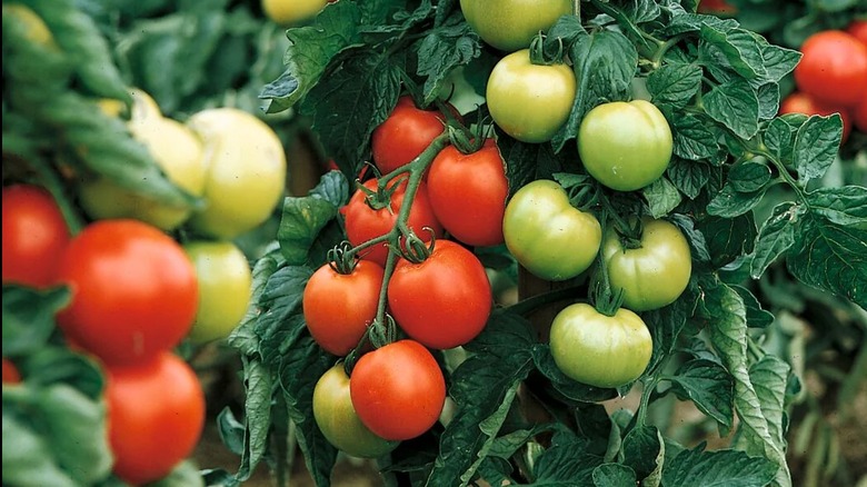 Ripe and unripe Carmello tomatoes grow on a plant.