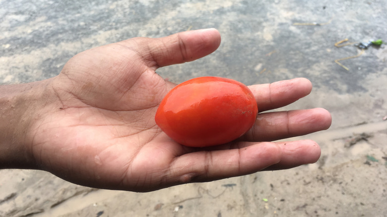 A hand holds a freshly picked early girl tomato.