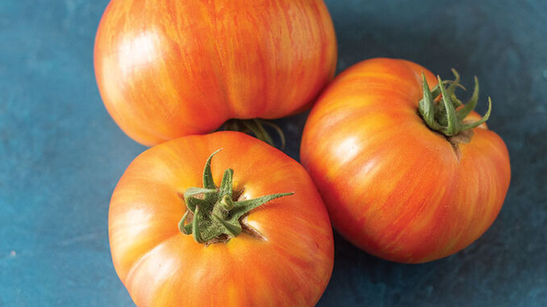 Three yellow and orange striped hot streak tomatoes sit on a blue countertop.