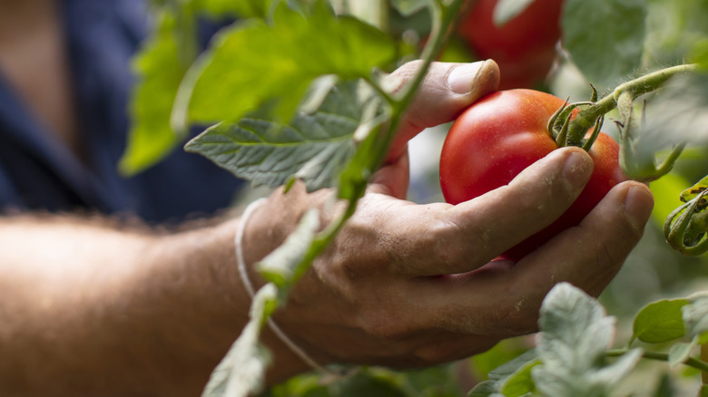 A close up of a man's hand as he harvests a ripe tomato