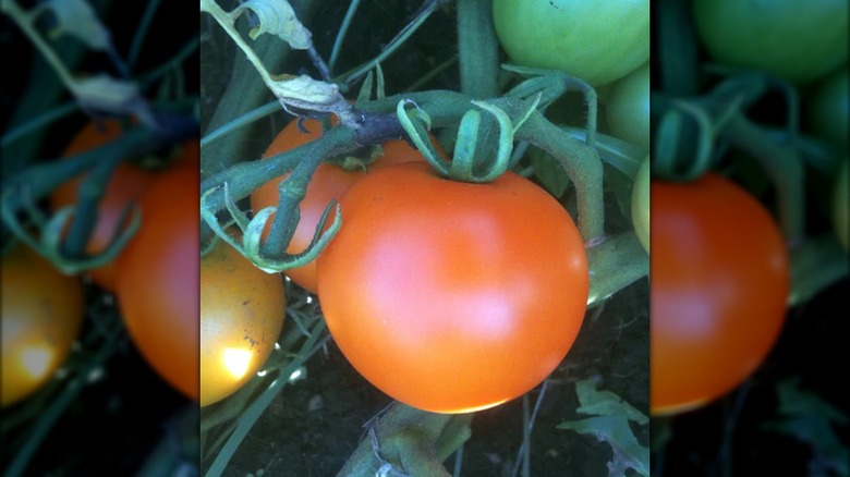 Several jaune flamme tomatoes ripen on the vine.