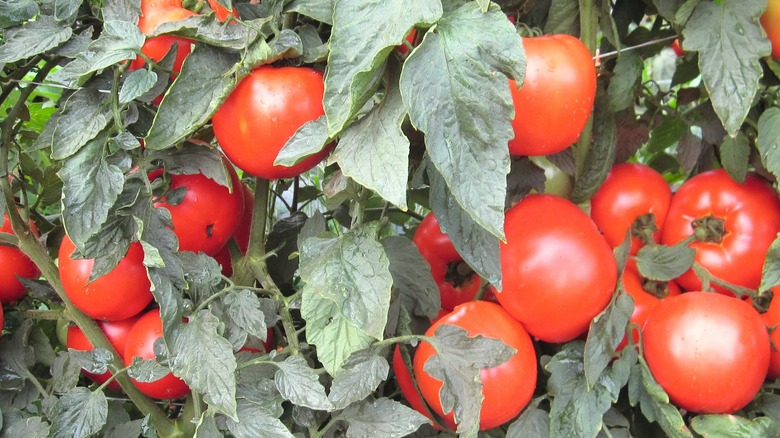 A mountain merit tomato plant is full of fruit.