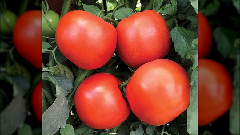 Orange 'Rambler' tomatoes are ripe on the vine.
