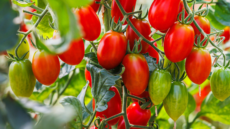 Roma tomatoes are ready to pick.
