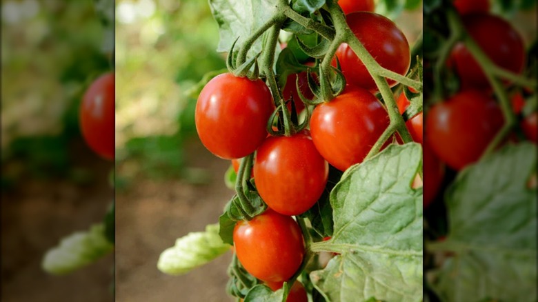 A cluster of sakura tomatoes is ripe and ready to be picked.
