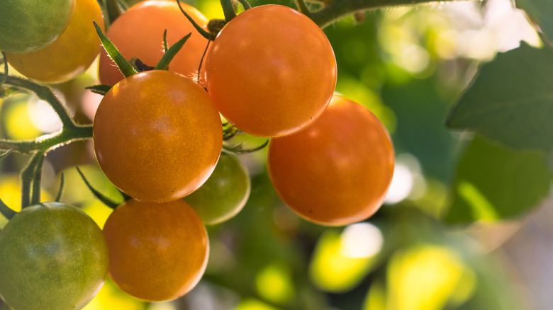 Small orange sungold tomatoes ripen on the vine.