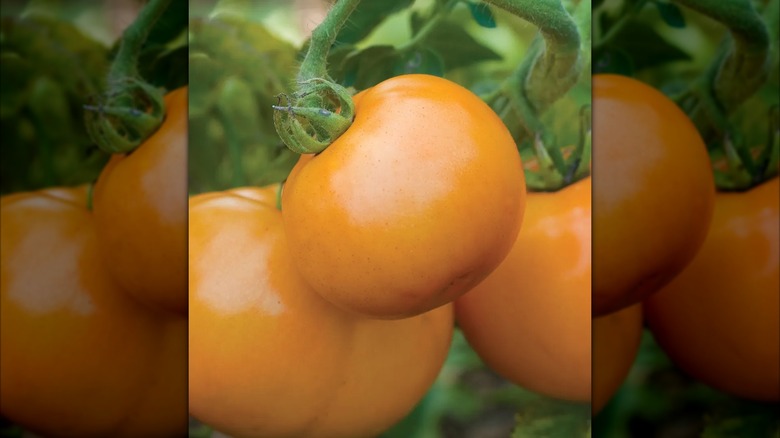 Orangey-yellow 'Tangerine' tomatoes ripen on the vine.