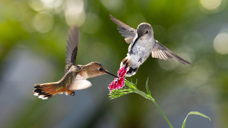 Two hummingbirds surrounding a reddish flower