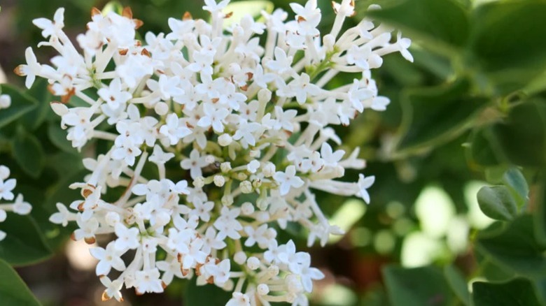 Closeup of the white lilac blossoms of 'Bloomerang Showmound'