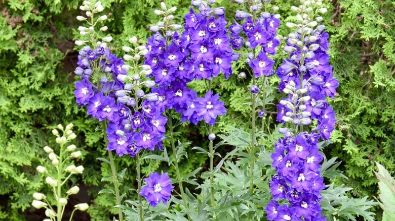 Closeup of purple flowers with white centers of Delphinium 'Violets are Blue'