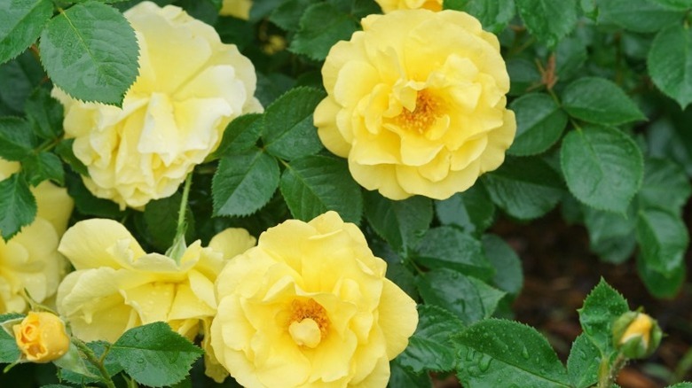 A closeup of the stunning yellow blooms of the 'Reminiscent Yellow' rose